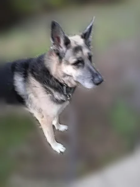 Lost dog, Norway Drive, Garland - scared and running - photo