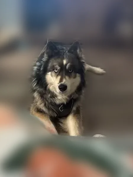Lost dog, Lancaster Drive, 32744, Warren, Lansing - male, black harness - photo