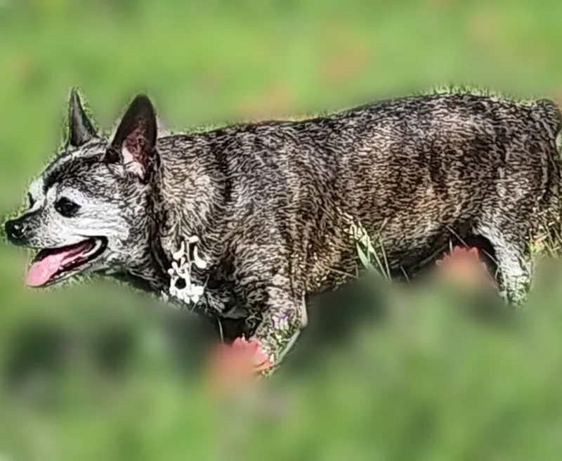 Lost dog, County Road 3677, 140, Paradise — female brindle chihuahua mix - photo