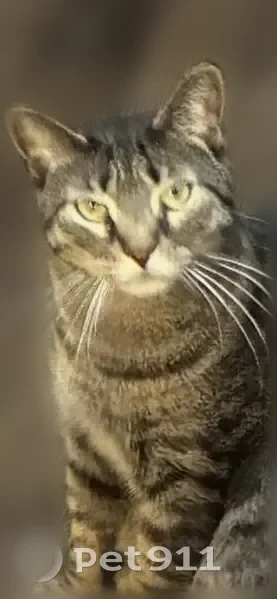 Lost cat, Pitman Downer Road, 270, Ocean City - male, friendly - photo