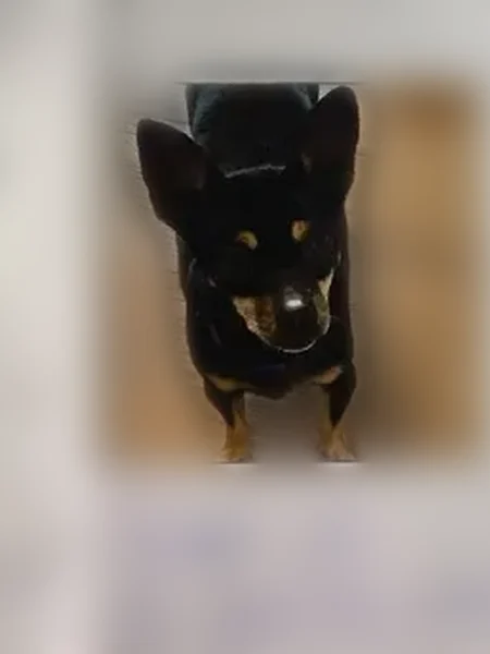 Lost dog, South Olive Avenue, 400, West Palm Beach - female, black, 7 years old - photo