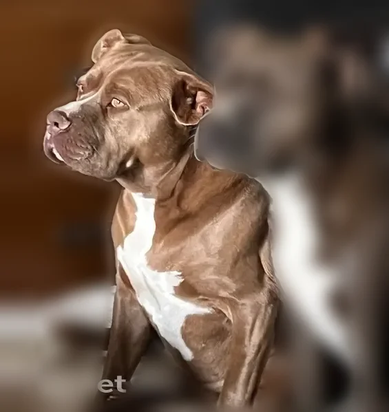 Lost dog, East Ray Fine Boulevard, 113, Roland - male - photo