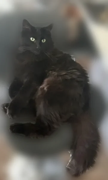 Lost cat, Blue River Drive Southeast, 6193, Salem, Portland - large black long-haired male cat - photo