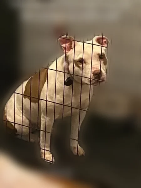 Lost dog, Abington Avenue, 12745, Detroit - female, very friendly - photo
