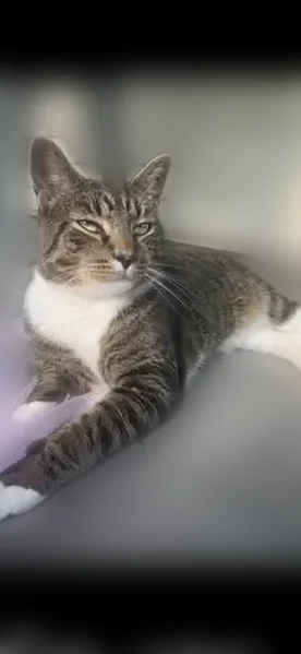 Lost cat, Wildwood Avenue, 39, Arlington - male, black collar with AirTag - photo