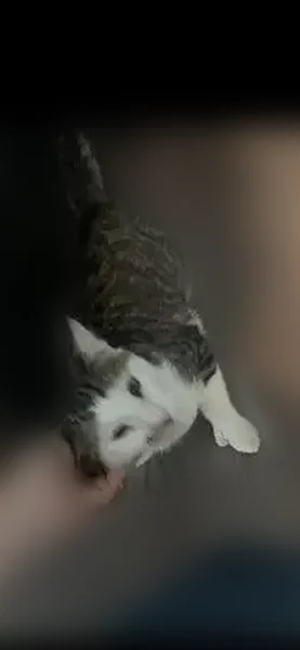 Lost cat, Entrada Paraiso, 2127, San Clemente - male - photo