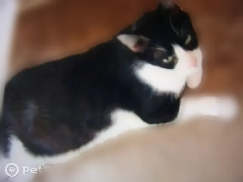 Lost cat, Frankford Court, Dallas - male tuxedo, diabetic - photo