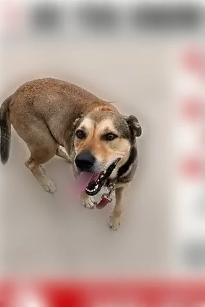 Found dog, Broad Street, 1938, Lake Charles - male, very friendly - photo