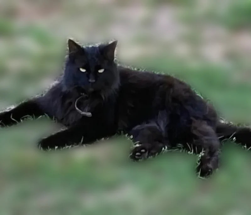 Lost cat, Road 1349, 664, Mooreville - female longhaired black cat with green eyes - photo