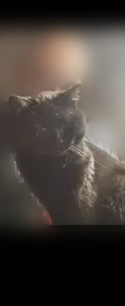 Lost cat, East Boyton Street, Marion - black male cat with yellow eyes - photo