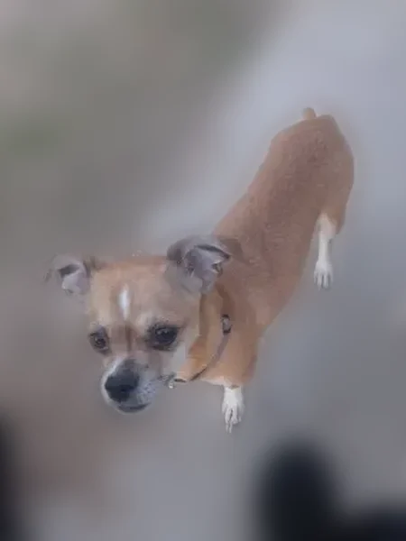 Lost dog, Goodyear - female — brown coat, pink and black collar - photo