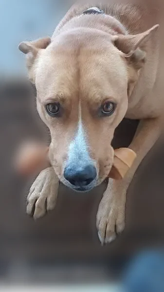 Lost dog, male, Trento Lane, Fallon - tan with white paws - photo