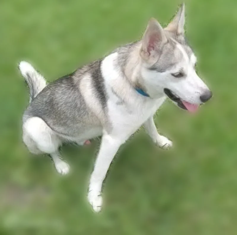 Lost dog, male, 92nd Street, Houston - friendly Husky - photo