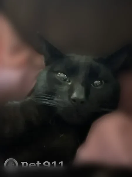 Lost cat, Pageland, South Carolina - male black cat - photo