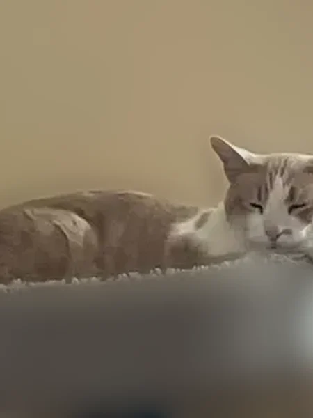 Lost cat, Atlin Street, 1903, Duarte - male, mid-size, white and tan-striped, 9 years old - photo