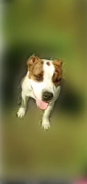 Found dog, Clearlake, California, Sunnyvale - male - brindle Boxer-Pit - photo