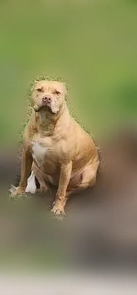 Lost dog, Clendenin, West Virginia, Brecksville - female, honey-colored with white chest - photo