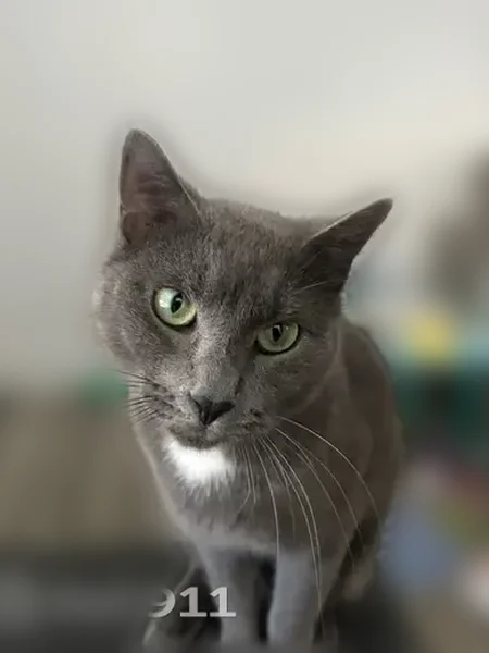 Lost cat, Douglas Street, West Warwick, Cranston - female, small grey, very shy - photo