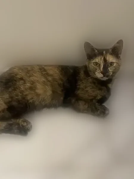 Lost cat, Grafton Street, 152, New York - female tortoiseshell with green eyes - photo