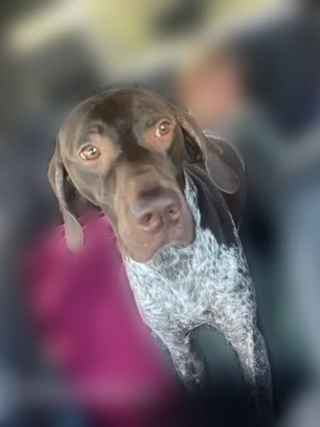 Lost dog, Hidden Cove Road, 878, Maggie Valley - male, friendly, tan collar - photo