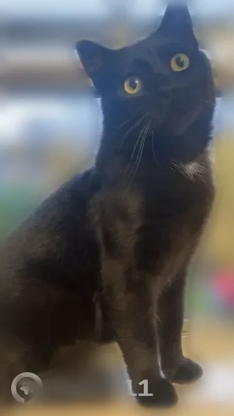 Lost cat, Main Street South, 17, Bethlehem - male, black with a small white chest patch - photo
