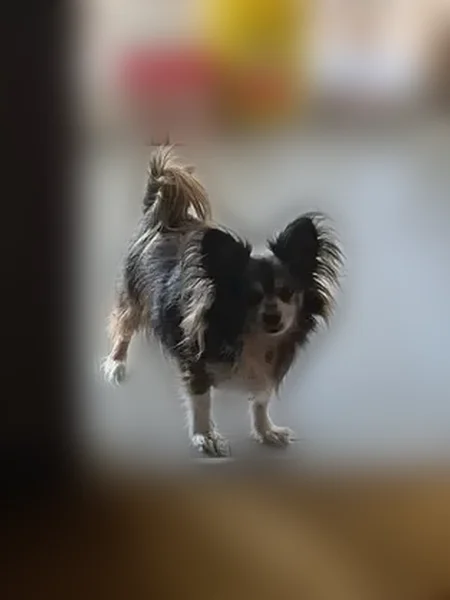 Lost dog, Lake Jodeco Road, 1518, Jonesboro - male - photo