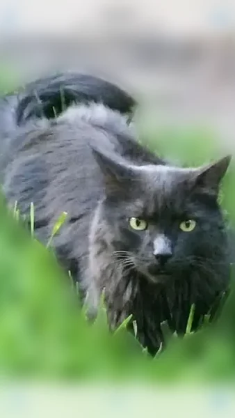 Lost cat, North 15th Street, 1509, Temple - male, gray long-haired, 8 years old - photo