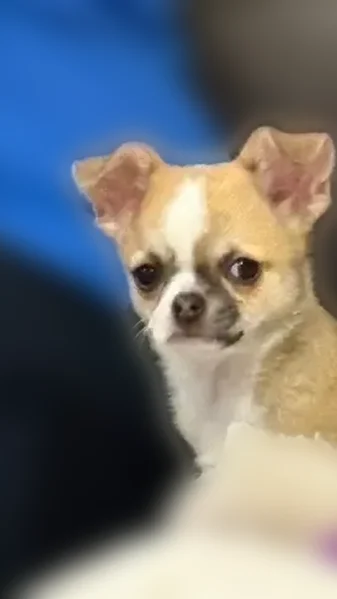 Lost dog, Elgin Street West, 245, Lyndonville - female Chihuahua puppy - photo