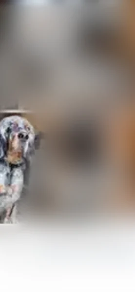 Lost dog, East Court Street, 7410, Davison - male - photo