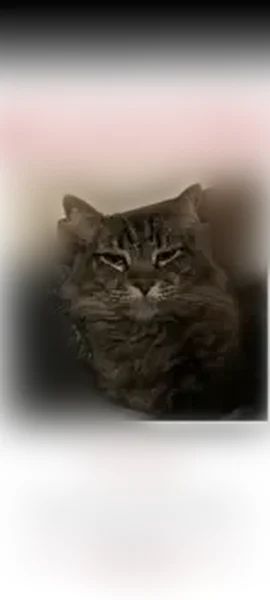 Lost cat, East 3000 South, 150, Bountiful - brown medium-haired tabby, green eyes - photo