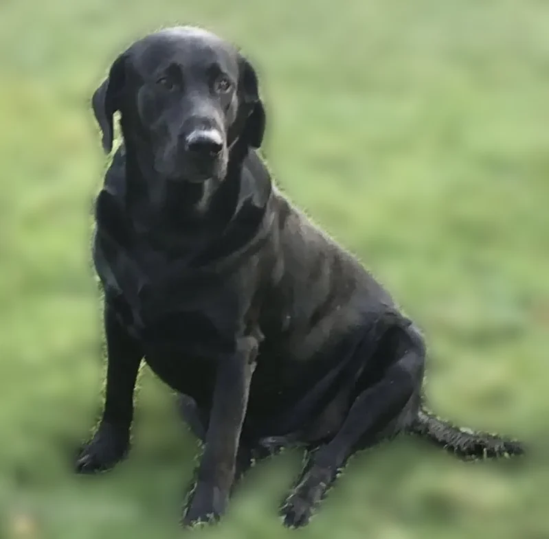 Lost dog, North Walnut Street, 603, Etna Green - big, black, 4 years old - photo