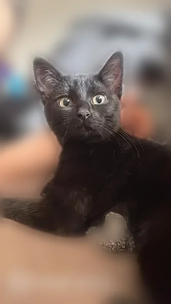 Lost cat, Malley Drive, Northglenn - black, shy - photo