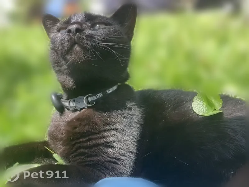 Lost cat, Lee Road, 1887, Winter Park - female, black/chocolate coat - photo