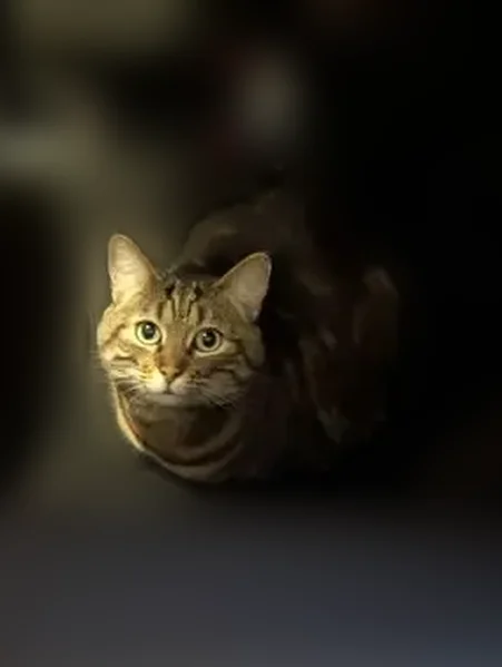 Lost cat, Southwest Holland Lane, Sherwood - male, large tabby, tiny hole in left ear tip - photo