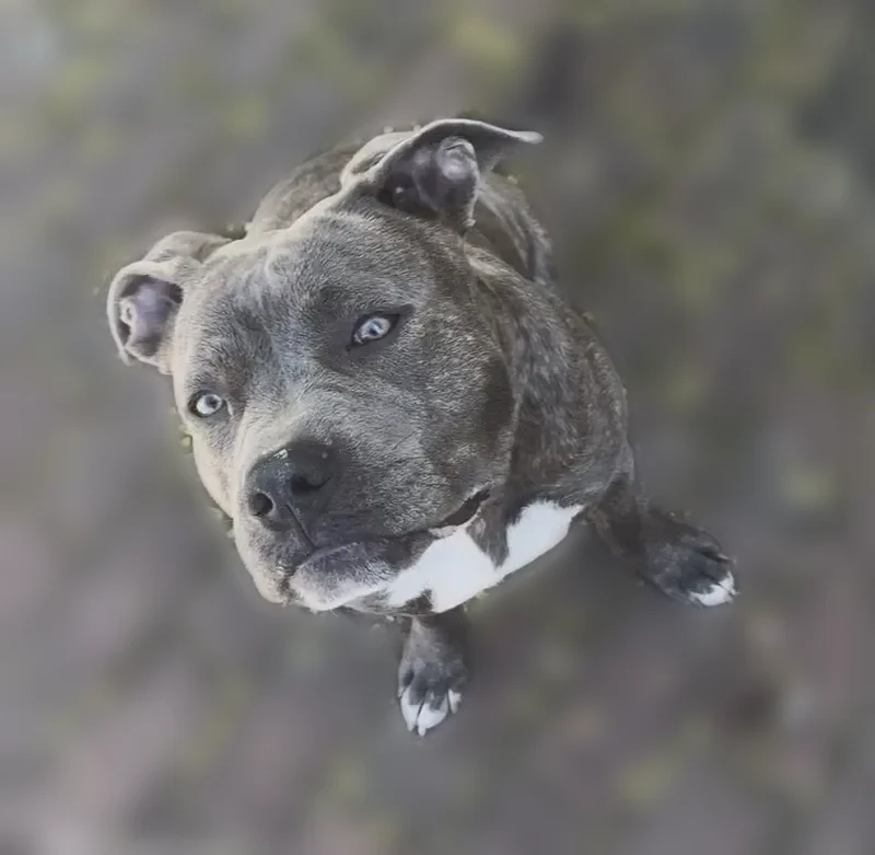 Lost dog, female, Earle Street, 31, Brockton - brindle with white chest - photo