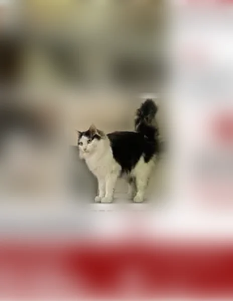 Lost cat, Randleman, North Carolina - male, long-haired, black and white, yellow eyes - photo