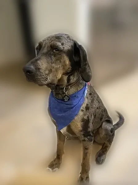 Lost dog, West Lewis Lane, Saratoga Springs - male, shy and skittish - photo