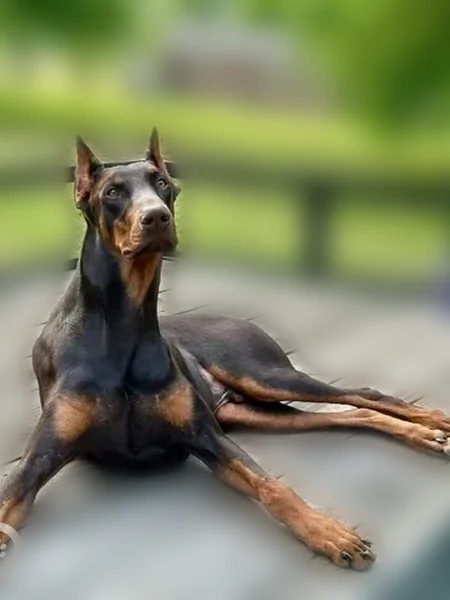 Lost dog, Coxville, Tennessee, Gadsden - male - photo