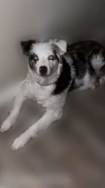 Lost dog, Mission Road, 2100, York - female, red merle, 2 blue eyes - photo