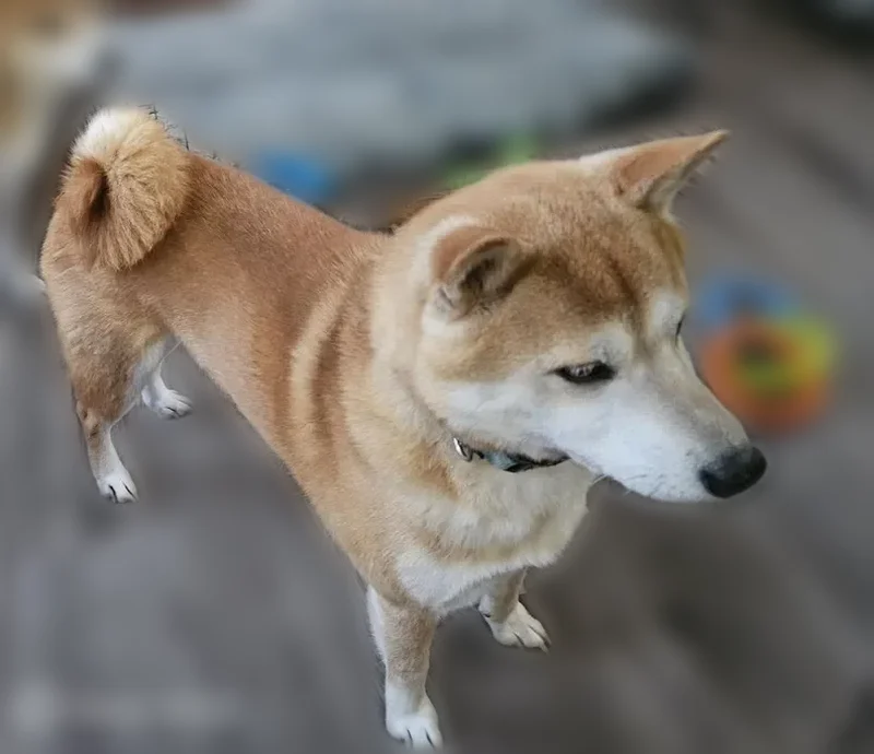 Lost dog, male, Ridge Road, Brooklyn - brown and white, friendly - photo
