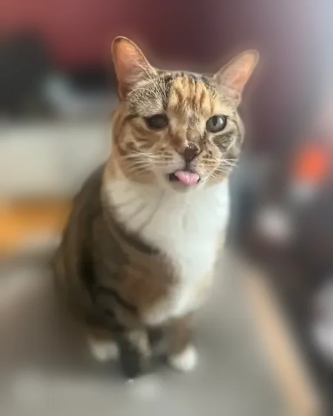 Lost cat, Kingstown Road, 1298, Peacedale, Kingston - female tabby, right eye partially closed - photo