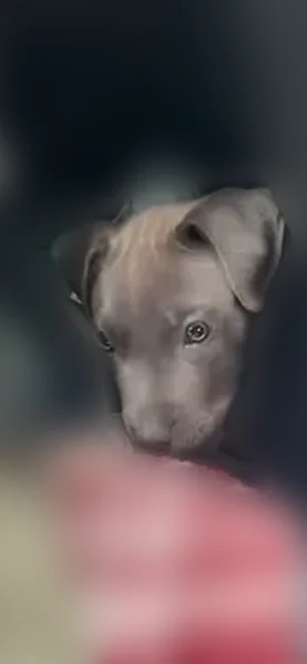 Lost dog, 7th Street, 2400, Kansas City - male pitbull - photo