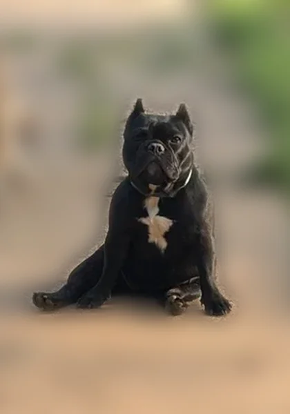 Lost dog, Graham, Oklahoma, Schaumburg - female, small black shorty bull, cropped ears, no tail - photo
