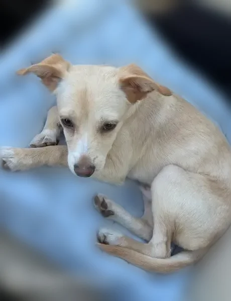 Lost dog, male, North Alafaya Trail, 570, Orlando - blue collar and leash attached - photo
