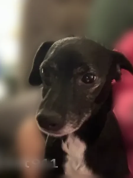 Lost dog, West Red Range Way, 2425, Phoenix - female chiweenie - photo