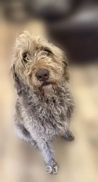Lost dog, East 280 Road, Grove, Tulsa - male, brown curly labradoodle - photo