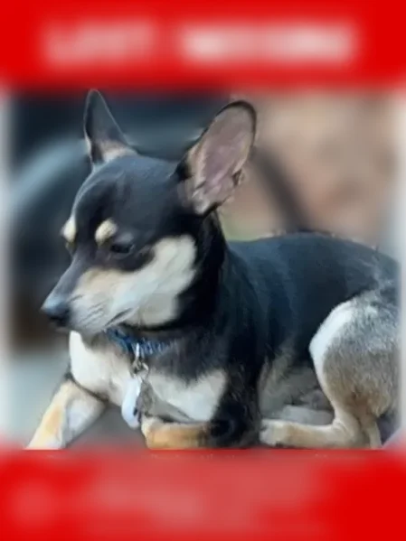 Lost dog, Hightower Court, Arcade, Arlington - male Chihuahua mix - photo