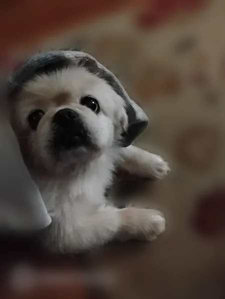 Lost dog, West River Street, 121, Anderson - female Pekingese, microchipped - photo