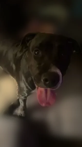 Lost dog, Lincolnton Highway, 3002, Crouse - friendly, no collar - photo