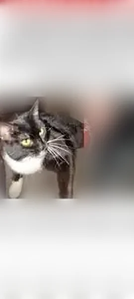 Lost cat, North 25th Place, 1105, Phoenix - female tuxedo cat - photo
